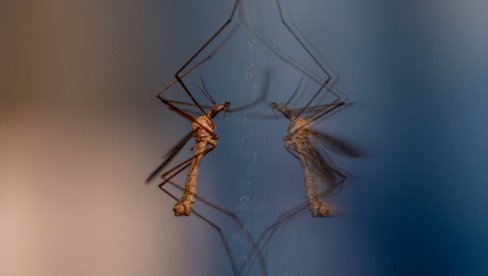 ZA OVAJ VIRUS NE POSTOJI NI LEK, NI VAKCINA: Izdato upozorenje za turiste koji putuju u Južnu Ameriku ZA OVAJ VIRUS NE POSTOJI NI LEK, NI VAKCINA: Izdato upozorenje za turiste koji putuju u Južnu Ameriku