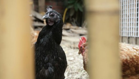 CRNI BISERI IZ SELA SRBIJE DONOSE SUVU ZARADU: Zovu ih Lambordžinijem živine CRNI BISERI IZ SELA SRBIJE DONOSE SUVU ZARADU: Zovu ih Lambordžinijem živine